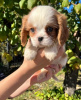 Photo №3. cavalier roi Charles Spaniel. Serbie