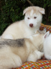 Photo №1. husky de sibérie - à vendre en ville de Barneveld | 400€ | Annonce №115596