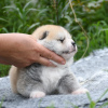 Photo №4. Je vais vendre akita (chien) en ville de Cherkassky Bishkin. de la fourrière, éleveur - prix - 757€