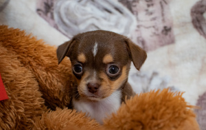 Photos supplémentaires: Chenil Chihuahua Puppy Girl