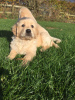 Photo №4. Je vais vendre golden retriever en ville de Copenhague. annonce privée, éleveur - prix - 385€