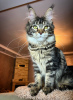 Photo №1. maine coon - à vendre en ville de Uhingen | 400€ | Annonce № 106951