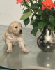 Photo №1. golden retriever - à vendre en ville de Tallinn | 331€ | Annonce №127518