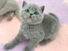 Photo №1. british shorthair - à vendre en ville de New york | 208€ | Annonce № 89597