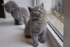 Photo №1. british shorthair - à vendre en ville de Berlin | 350€ | Annonce № 123431