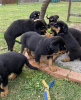 Photo №1. rottweiler - à vendre en ville de Неймеген | 480€ | Annonce №116182