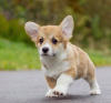 Photo №1. welsh corgi - à vendre en ville de Москва | négocié | Annonce №13997