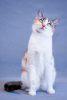Photo №3. Le chat tricolore Busya est entre de bonnes mains. Fédération de Russie