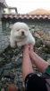 Photo №3. Magnifiques chiots Chow Chow,. USA