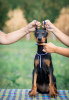 Photo №3. Chiots Doberman à vendre. Serbie