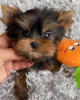 Photo №3. Aimer le chiot Yorkshire Terrier prêt à la vente. Allemagne