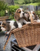 Photo №4. Je vais vendre beagle en ville de Vilnius. annonce privée - prix - 350€