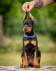 Photo №3. Chiots Dobermann. Serbie