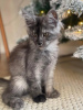 Photo №3. Chatons Maine coon en bonne santé et adorables disponibles maintenant. Allemagne