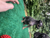 Photo №4. Je vais vendre petit chien russe en ville de Armavir. éleveur - prix - 246€
