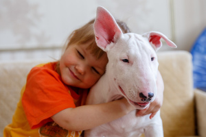 Photo №3. CHIOTS D'UN BULTER Terrier DU CHAMPION DU MONDE. Fédération de Russie