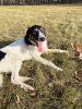 Photos supplémentaires: Le chien méga-positif Vasily est entre de bonnes mains