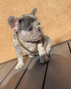 Photo №4. Je vais vendre bouledogue en ville de Derby. annonce privée - prix - 265€