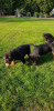 Photo №1. rottweiler - à vendre en ville de Vilnius | 350€ | Annonce №36100