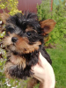 Photos supplémentaires: Chiot Yorkie au visage de bébé