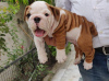 Photo №2 de l'annonce № 80053 de la vente bulldog anglais - acheter à Australie annonce privée