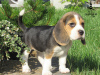Photo №2 de l'annonce № 10834 de la vente beagle - acheter à Ukraine de la fourrière
