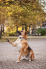 Photos supplémentaires: Gerda, une chienne très intelligente et reconnaissante, cherche une famille !