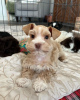 Photo №1. schnauzer miniature - à vendre en ville de Benidorm | 500€ | Annonce №123988