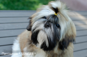 Photo №1. shih tzu - à vendre en ville de Krivoy Rog | 500€ | Annonce №4274