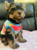 Photo №1. yorkshire terrier - à vendre en ville de Berlin | 350€ | Annonce №103527