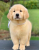 Photo №1. golden retriever - à vendre en ville de Prague | négocié | Annonce №111566