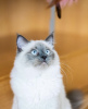 Photo №4. Je vais vendre ragdoll en ville de Berlin. annonce privée - prix - 500€