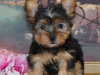 Photo №2 de l'annonce № 110093 de la vente yorkshire terrier - acheter à USA 