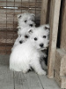 Photo №1. west highland white terrier - à vendre en ville de Belgrade | Gratuit | Annonce №81874