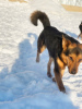 Photo №2 de l'annonce № 28103 de la vente chien bâtard - acheter à Fédération de Russie annonce privée