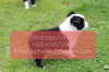 Photo №1. bearded collie - à vendre en ville de Санкт-Мориц | négocié | Annonce №47601