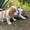 Photo №4. Je vais vendre beagle en ville de Франкфурт-на-Майне. annonce privée - prix - 360€