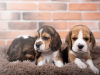 Photo №2 de l'annonce № 103661 de la vente beagle - acheter à Allemagne annonce privée