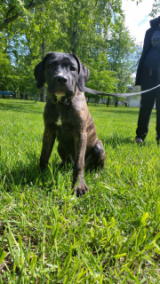 Photos supplémentaires: chiots canne corso