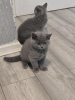 Photo №1. british shorthair - à vendre en ville de Kassel | 350€ | Annonce № 119429