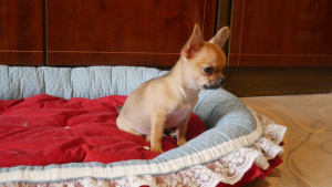 Photo №1. chihuahua - à vendre en ville de Perm | 474€ | Annonce №5843