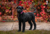 Photo №1. schnauzer géant - à vendre en ville de Molodechno | 857€ | Annonce №121750