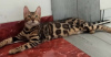 Photos supplémentaires: chatons bengal à vendre