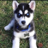 Photo №1. husky de sibérie - à vendre en ville de Novi Vinodolski | 350€ | Annonce №115728