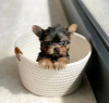 Photo №2 de l'annonce № 124093 de la vente yorkshire terrier - acheter à USA annonce privée, éleveur