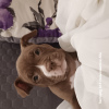 Photo №2 de l'annonce № 90971 de la vente american bully - acheter à La Lettonie annonce privée