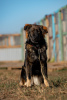 Photo №1. chien bâtard - à vendre en ville de Москва | Gratuit | Annonce №8304