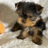 Photos supplémentaires: Beaux chiots Yorkshire Terrier à vendre