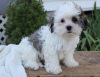 Photo №2 de l'annonce № 9238 de la vente shih tzu - acheter à USA éleveur