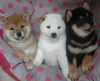 Photo №1. shiba - à vendre en ville de Berlin | Gratuit | Annonce №125358